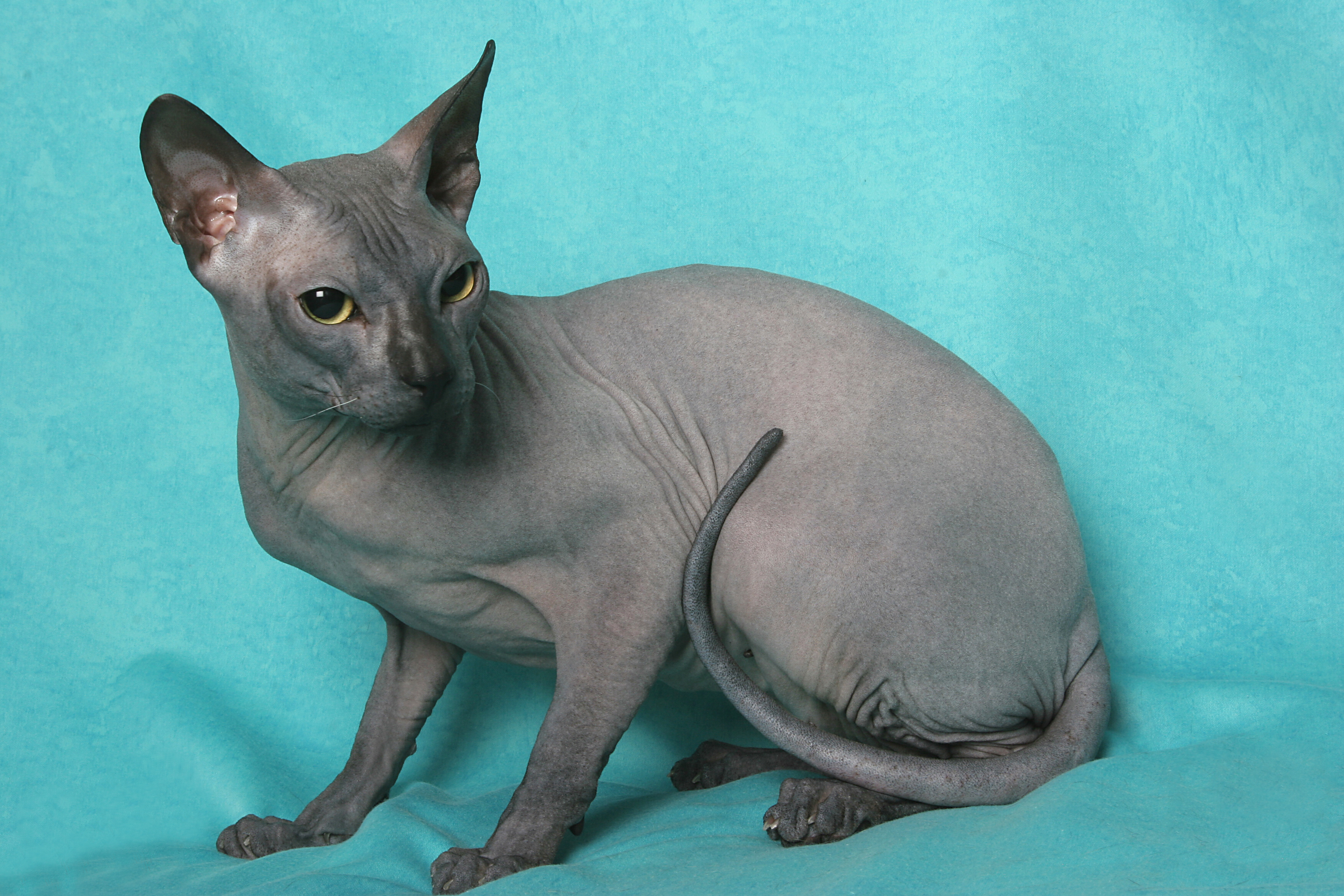 Blue sphynx hot sale